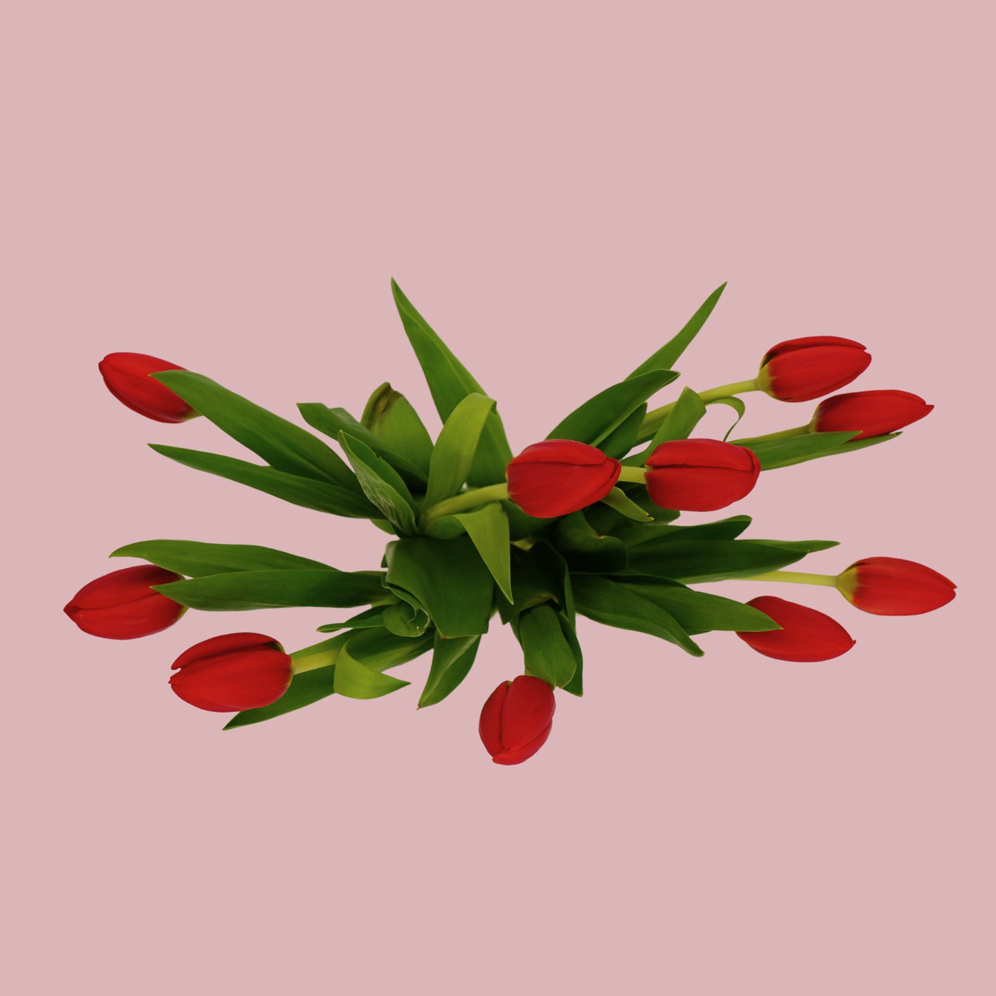 بدايات الحب | فازه ورد